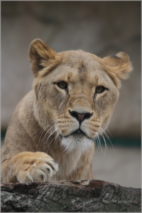 <p>LEV PUSTINNÝ (PANTHERA leo) ZOO Dresden (Německo)</p>